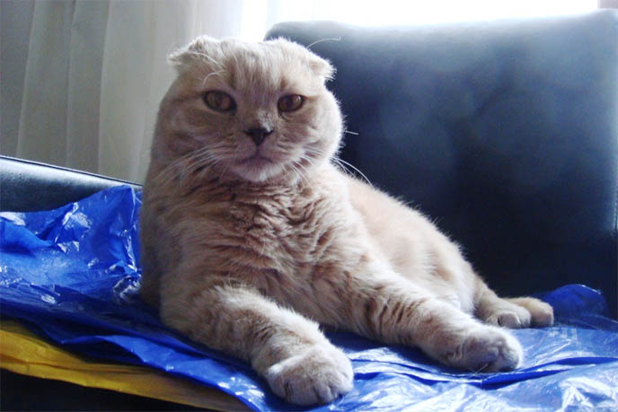 ROUND FAT CAT WORRY FACE, MARKINGS ON SCOTTISH FOLD CAT. M SHAPE ON FOREHEAD, TIGER STRIPES FUR COAT. cat kitty cute kittens funny meow cats neko scottish folds fold munchkin british shorthair baby cutest kawaii maru fat basil farrow playing meowing sounds vocals noises toys games pets lolcat adorable lacarmina la carmina tiger cub lion round face furry soft fuzzy 猫 ペット ムービー スコティッシュフォールド ScottishFold 高いところから降りられない猫, funny looking cat, folded ears, earless cat, no ears, purebred cats, cute pets, pet contest, show cat winner, award winning cats, celebrity kitty, neko, basil farrow, Ronan Farrow, mia farrow, lacarmina, la carmina, famous cats, adorable klitty, funny pet photos. VIDEO OF CUTEST SCOTTISH FOLD CAT EVER, CUTE BRITISH SHORTHAIR MUNCHKIN, SHORT LEGS BREED OF CATS.