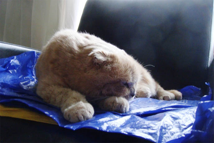 ROUND FAT CAT WORRY FACE, MARKINGS ON SCOTTISH FOLD CAT. M SHAPE ON FOREHEAD, TIGER STRIPES FUR COAT. cat kitty cute kittens funny meow cats neko scottish folds fold munchkin british shorthair baby cutest kawaii maru fat basil farrow playing meowing sounds vocals noises toys games pets lolcat adorable lacarmina la carmina tiger cub lion round face furry soft fuzzy 猫 ペット ムービー スコティッシュフォールド ScottishFold 高いところから降りられない猫, funny looking cat, folded ears, earless cat, no ears, purebred cats, cute pets, pet contest, show cat winner, award winning cats, celebrity kitty, neko, basil farrow, Ronan Farrow, mia farrow, lacarmina, la carmina, famous cats, adorable klitty, funny pet photos. VIDEO OF CUTEST SCOTTISH FOLD CAT EVER, CUTE BRITISH SHORTHAIR MUNCHKIN, SHORT LEGS BREED OF CATS.