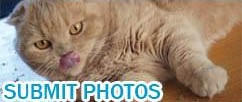 Scottish Fold cat photos, cutest cats videos, funny video pets lolcats