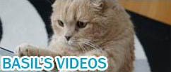 Scottish Fold cat videos, funny video pets lolcats