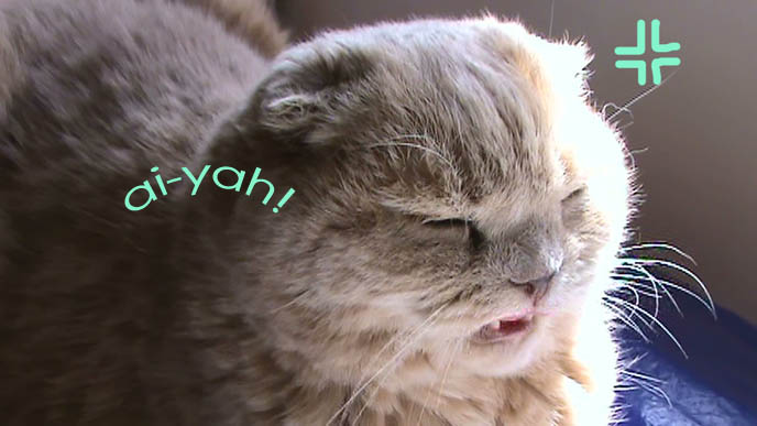 Cat sneezing, funny cat photo, ai-yah lol cat photo.