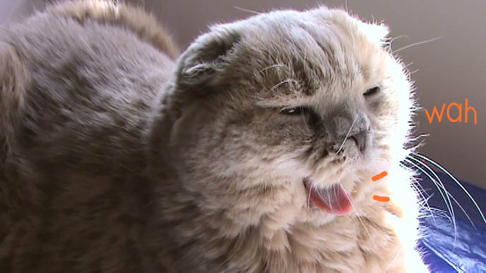 Big mouth cat, cat yawning with open mouth and closed eyes. Silly Scottish Fold purebred coupari.