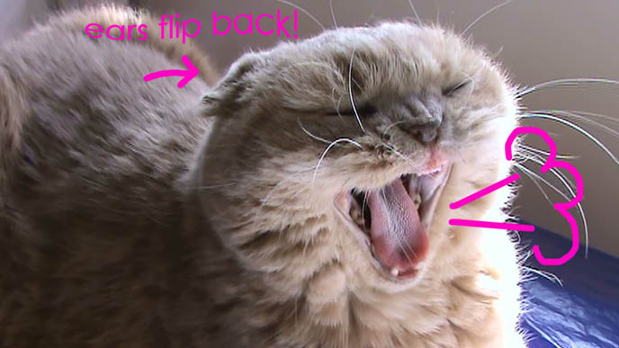 Giant cat yawn, ears flip backward on Scottish Fold adorable kitty.
