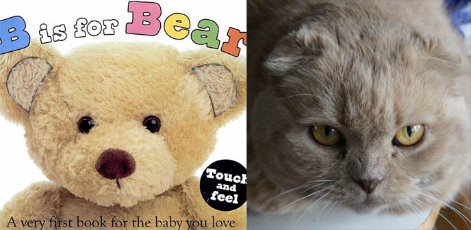 cutest teddy bear, yellow plush toy bear, b is for bear kid's book, scottish fold cat, coupari, flop eared kitty, cutest kitten photos, basil farrow, ronan, mia, children's book cover, stuffed toys for babies