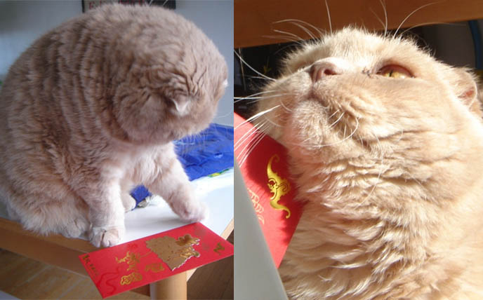 lucky money pockets, cat pushing object off table with paw, round earless cat, scottish folds, lai see, chinese new year, lunar new year pet costumes, cutest teddy bear, yellow cats, scottish fold cat, coupari, flop eared kitty, cutest kitten photos, basil farrow, ronan, mia