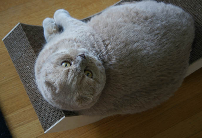 cute scottish fold cat, MODERN CAT FURNITURE, DESIGNER CAT SCRATCHER MODELED BY CUTE FAT SCOTISH FOLD CAT. PET DESIGN FURNITURE & ACCESSORIES, CHEEKY CHAISE. where to buy specialty custom cat collars, dishes, scratching posts, kawaii neko, cute fat round yellow cat, scottish folds, flop eared foldy eared kitten, famous celebrity cat, cute cat photos, pet picture funny, silly expression lolcat. csn stores
