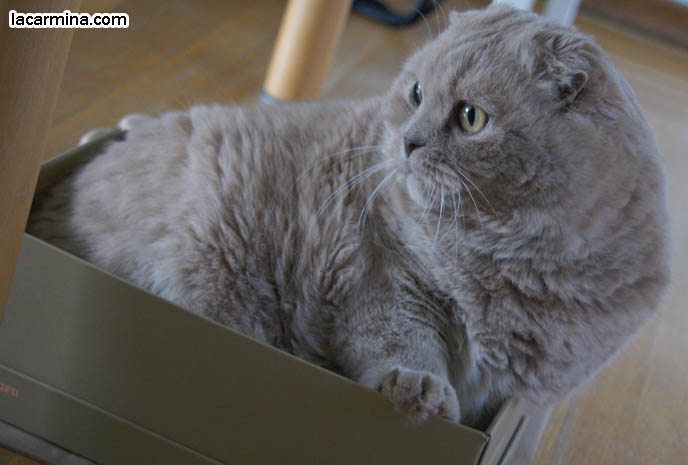 fat cat sitting in cardboard box, cats in shoeboxes, cute scottish fold cat, where to buy specialty custom cat collars, dishes, scratching posts, kawaii neko, cute fat round yellow cat, scottish folds, flop eared foldy eared kitten, famous celebrity cat, cute cat photos, pet picture funny, silly expression lolcat.
