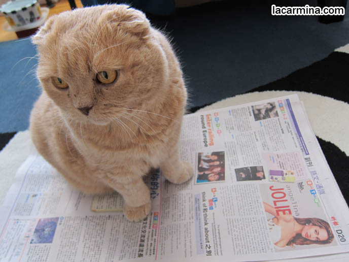 cute scottish fold cat, scottish fold kittens, munchkin cats, kitty sitting on newspaper, basil farrow, cutest cat in the world, fat cats, curious cat bothering owner, sitting on books, chinese newspaper ming pao, sing tao