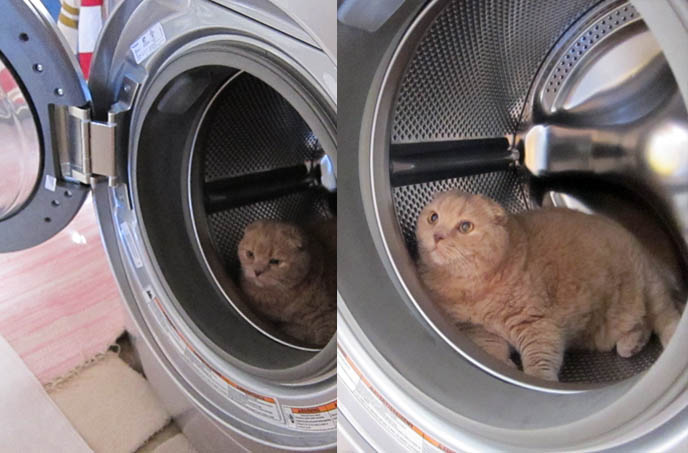 Cat in washing machine, cute scottish fold inside dryer, funny hiding places cats, lolcat photos, silly pet pictures cats inside washing machines, places to hide pets, yellow round face cat, no ears, big paws, lion cub, baby bear