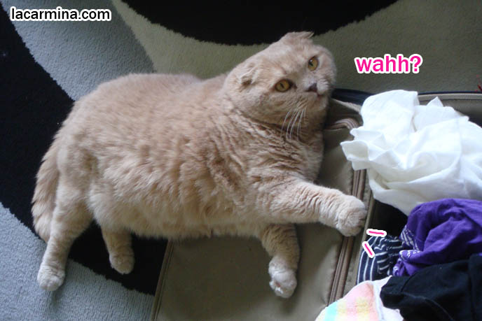 scottish fold cat sitting on suitcase