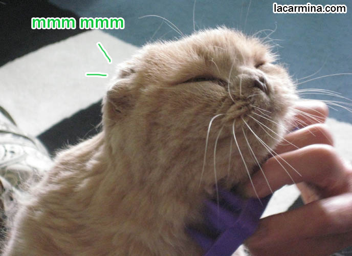 Cute Scottish Fold cat being brushed, fur combed, rub under chin, happy closed eyes kitty, kawaii neko, happy cat photo, baby kitten yellow fur, fat round with floppy ears, where to buy and care for folded eared cats.