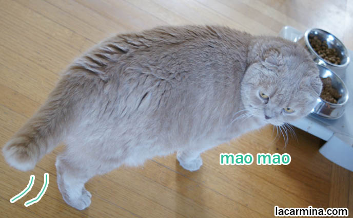 WHAT TO FEED PET SCOTTISH FOLD CAT. BEST HEALTHY BYPRODUCT-FREE BRANDS OF CAT FOOD, DUST-FREE LITTER, WET & DRY FOOD, CATGRASS, cute cat eating from metal food bowls, lolcat photos, silly pet pose pictures, earless cat, fei mao mao, Famous celebrity pets, Farrow Scottish Fold, スコティッシュフォールド, 猫 