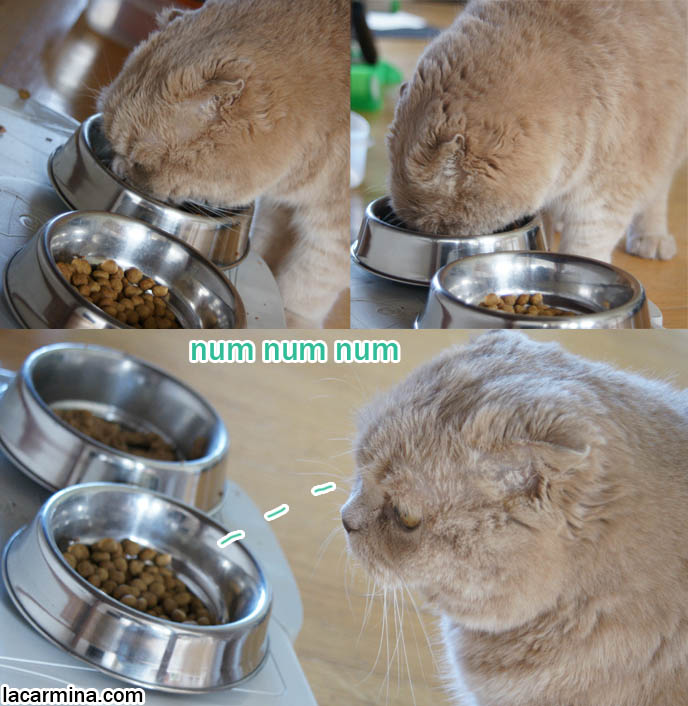 WHAT TO FEED PET SCOTTISH FOLD CAT. BEST HEALTHY BYPRODUCT-FREE BRANDS OF CAT FOOD, DUST-FREE LITTER, WET & DRY FOOD, CATGRASS, cute cat eating from metal food bowls, lolcat photos, silly pet pose pictures, earless cat, fei mao mao, Famous celebrity pets, Farrow Scottish Fold, スコティッシュフォールド, 猫 