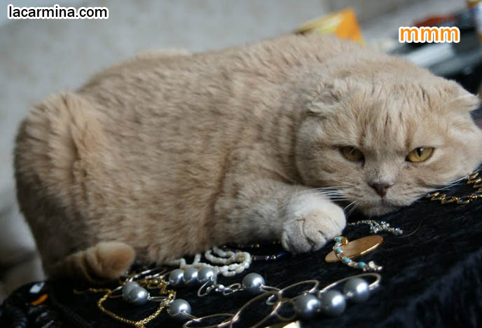 ADORABLE SCOTTISH FOLD CAT PLAYING WITH JEWELRY, CATS SWATTING NECKLACE AND DANGLING FEET, WHERE TO BUY PUREBRED FOLD-EARED KITTENS, DANGLING PAWS, cutest cat in the world, famous pets, lolcat photos, silly pet pose pictures, earless cat, fei mao mao, Famous celebrity pets, Farrow Scottish Fold, スコティッシュフォールド,  猫 