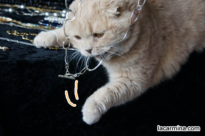 ADORABLE SCOTTISH FOLD CAT PLAYING WITH JEWELRY, CATS SWATTING NECKLACE AND DANGLING FEET, WHERE TO BUY PUREBRED FOLD-EARED KITTENS, DANGLING PAWS, cutest cat in the world, famous pets, lolcat photos, silly pet pose pictures, earless cat, fei mao mao, Famous celebrity pets, Farrow Scottish Fold, スコティッシュフォールド,  猫 
