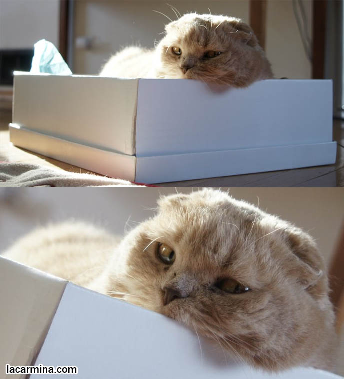 Funny cute scottish fold cat, professional pet photograph, silly lolcat in box, why cats sit inside shoeboxes, round Scottish Fold kittens, flop eared purebred cats, fold ear baby cat yellow fur
