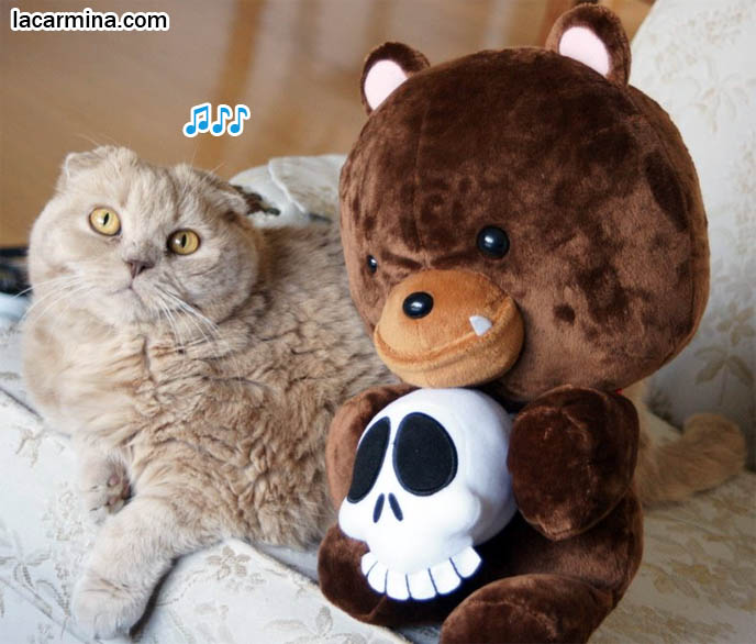 Scottish Fold cat with teddy bear toy, lying on couch, pets and stuffed animals funny photos, lolcats, Rocket World, stuffed bear from TAD gear, wildlife conservation groups plush toy, cutest wild animals, rare pets