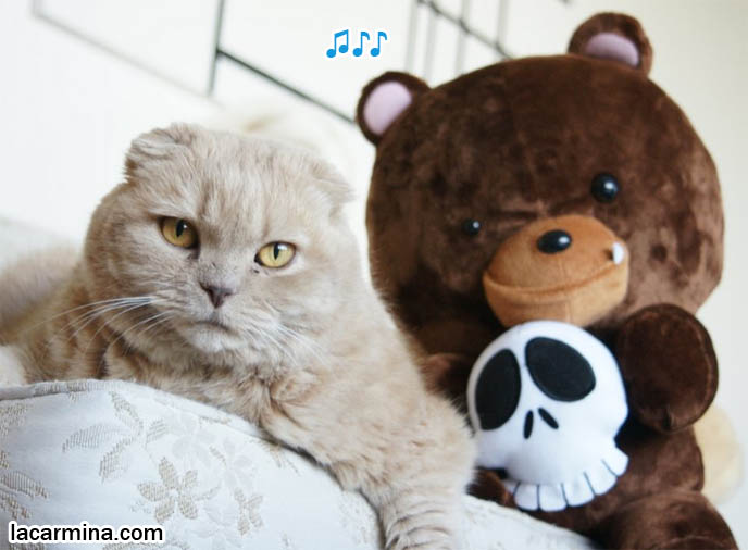 Scottish Fold cat with teddy bear toy, lying on couch, pets and stuffed animals funny photos, lolcats, Rocket World, stuffed bear from TAD gear, wildlife conservation groups plush toy, cutest wild animals, rare pets