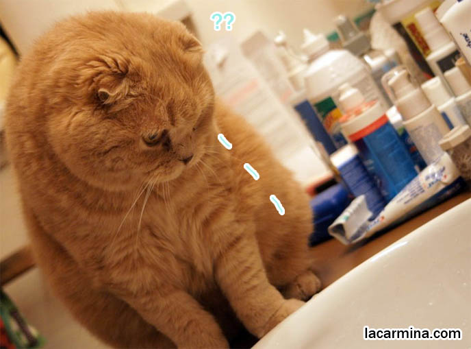 Curious Cat Putting Head Under Tap Swimming Lolcat Water From Curious Cat Putting Head Under Tap Water From Bathroom Faucet Scottish Fold Humor