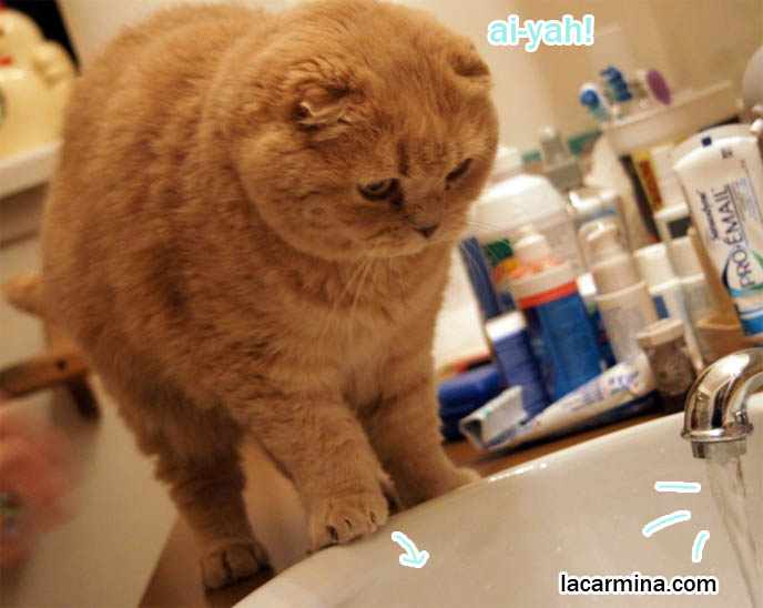 Curious Cat Putting Head Under Tap Swimming Lolcat Water From Curious Cat Putting Head Under Tap Water From Bathroom Faucet Scottish Fold Humor