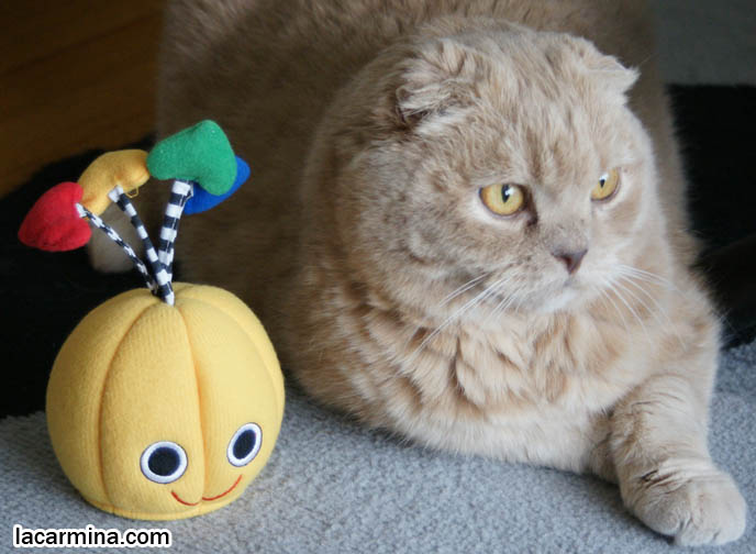 STUFF ON MY CAT, FUNNY LOLCAT PHOTO OF SCOTTISH FOLD WITH CUTE TOY ON HEAD. SILLY YELLOW RAINBOW HAT, COSTUMES FOR PET CATS. pet humor, Scottish Fold cat photos, coupari, what to feed purebred flop eared cats, behavior and personality, funny cute LOLCAT pet photos, silly pet pictures, earless cat, floppy eared scottish folds, raising pet scottish fold cats, pet cat medical care スコティッシュフォールド,  猫 