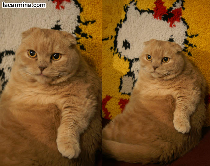 fat garfield pet cats, cutest cat in the world, earless kitty, no ears can't hear cat meme, pet humor, Scottish Fold cat photos, coupari, round kitten, what to feed purebred flop eared cats, behavior and personality, funny cute LOLCAT pet photos, silly pet pictures, earless cat, floppy eared scottish folds, raising pet scottish fold cats, pet cat medical care スコティッシュフォールド,  猫 