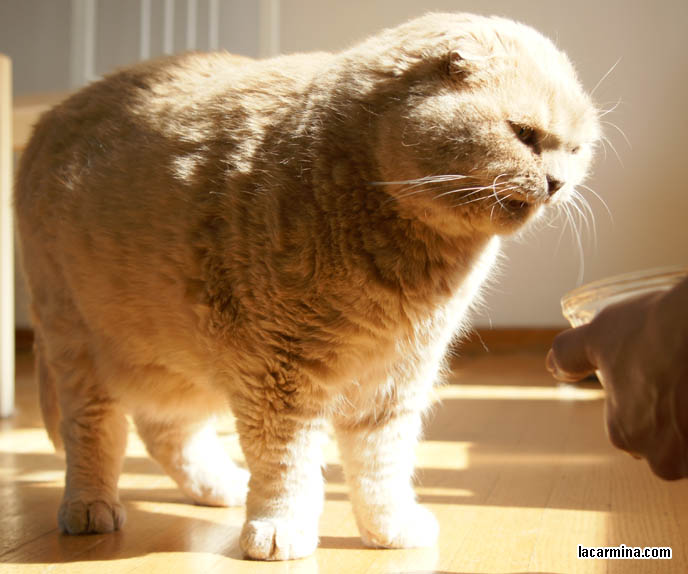 cutest scottish fold cat, cat cafes in tokyo, kawaii neko, cute fat round yellow cat, scottish folds, flop eared foldy eared kitten, famous celebrity cat, cute cat photos, pet picture funny, silly expression lolcat