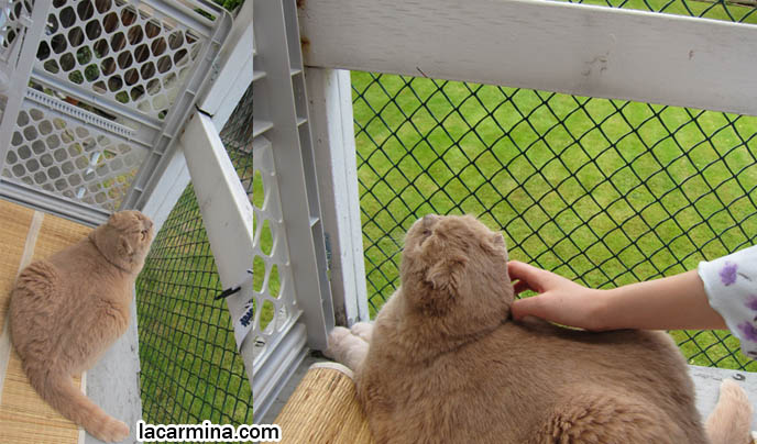 MY CAT'S CATIO: ENCLOSED BALCONY, OUTDOOR PRIVATE PATIO FOR CATS. SAFE PETS ENCLOSURE, catios showcase, decks for kittens, Chicken wire fence for cats, cute cream yellow scottish fold, purebred scottish folds, kittens