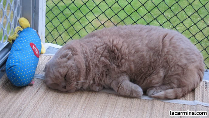 BABY SCOTTISH FOLD CAT, NOT FOR SALE! NEW VIDEO: FOLD-EARED CATS PLAYING, SITTING ON CATIO & COMPUTER, cutest cats in world, scottish folds, coupari, baby kittens breeders, rare purebred cats, pacific northwest, california cattery, catteries