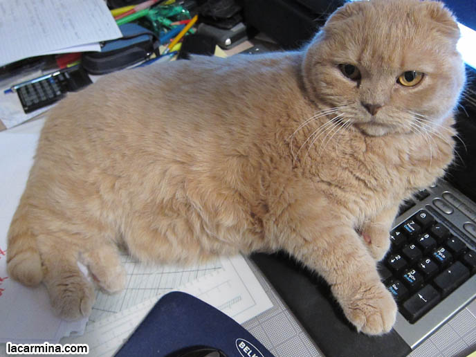 cutest cat ever, cutest cat in the world, fat cats scottish fold, teddy bear cat, rare breeds, purebreed breeders fold-eared munchkin cats, celebrity pets famous, funny face kitty lolcat sits on computer keyboard, weird behaviors felines