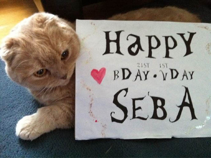 Cute fat fluffy cat, furry long hair cat breeds, scottish fold baby kitten, VAMPIRE GOTH GIRLS! BIRTHDAY & VALENTINE'S PHOTO PROJECT: PEOPLE HOLDING UP SIGNS FOR SEBA. PAUL ALLENDER, CRADLE OF FILTH GUITARIST. photos of people holding birthday placards, messages, banners for celebrities, clever cute valentine present, best birthday girts, unique presents, VICTORIAN BOWLER HATS, GOTH CLOWNS, EXPERIMENTAL FASHION.