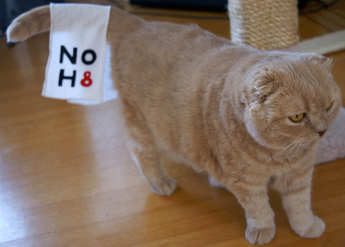 cutest cat ever, cute cat, scottish fold, fat face cat breed, round british shorthair, funny pets wearing clothes, pet clothing, basil farrow NOH8 photos, japanese no h8 CAMPAIGN PHOTOSHOOT IN TOKYO, JAPAN! MARCH 27, NEW LEX ROPPONGI. Noh8 twibbon, add logo to twitter, posters video no h8, join, contact, organize a photo shoot, photo call, noh8worldwide, gay marriage protest prop 8, gay rights, sebastiano serafini, celebrity noh8 photos, adam bouska, protest proposition 8, lgbt, familiar faces, famous people in gay rights campaign, charity, noh8 events calendar press interviews